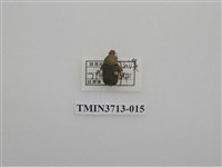 藏品(金龜子科)的圖片